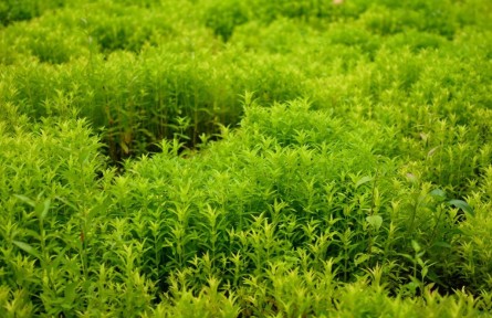 在云南西雙版納，種“草”何以生“金”？