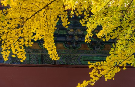 北京的秋醉了，賞秋的人也“醉”了