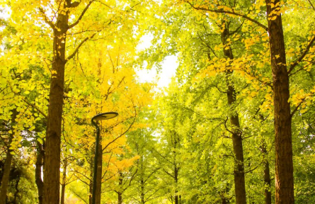 海淀的秋色已刷新！帶你翻開(kāi)秋的一頁(yè)