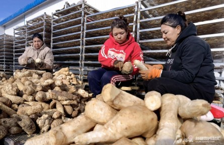 且末縣老兵治沙隊(duì)：“阻沙防護(hù)帶合龍，咱們也有功勞”