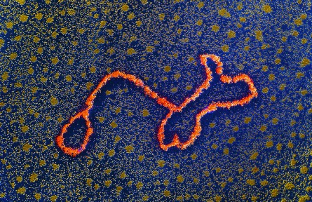 科技名詞|轉(zhuǎn)座子 transposon；Tn