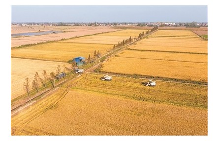 中國科學院院士錢前：育種技術(shù)數(shù)字化、智能化是大勢所趨