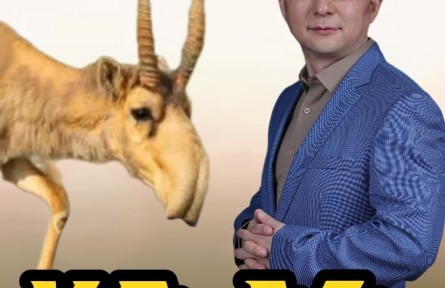 戈壁沙漠里的高鼻羚羊，為啥要長(zhǎng)個(gè)大象鼻子