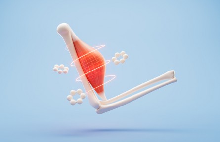 肌肉線條分明才是健康的好身材？