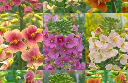 科學家讓“黃燦燦”的油菜花擁有70多種顏色