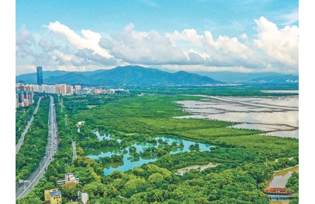 廣東加強(qiáng)紅樹林保護(hù)——紅樹林面積達(dá)1.14萬公頃，紅樹植物種類達(dá)27種