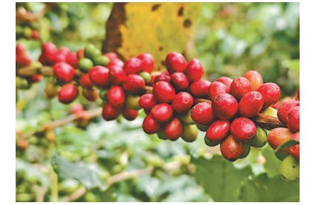 憑借獨特風(fēng)味和品質(zhì)走俏國際市場——云南咖啡 香飄世界