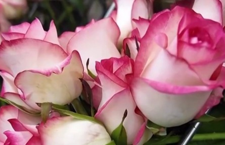 【一線(xiàn)調(diào)研】黃土高原玫瑰紅