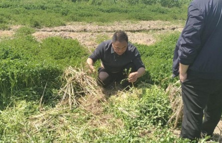 湖北陽新：綠肥種植繪就生態(tài)農(nóng)業(yè)錦繡圖