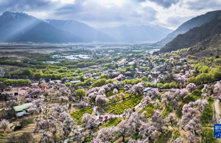 西藏林芝：雪域桃源春意濃