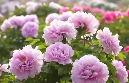 “一路繁花”撬動(dòng)“春日經(jīng)濟(jì)”