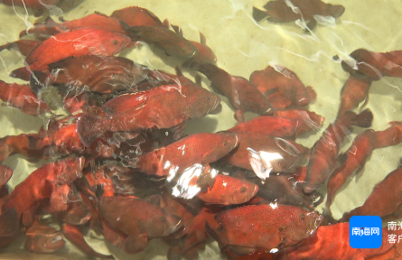 海南樂東：科技加持 做強海洋南繁種質產業(yè)