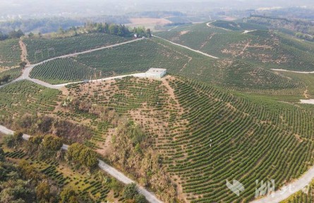 湖北崇陽(yáng)：萬(wàn)畝春茶搶“鮮”開(kāi)采