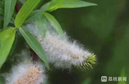 應對“飛絮”季，南林大楊樹育種專家一次性給你講清楚！