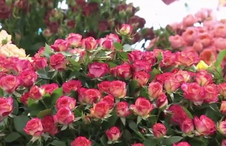 云南：強(qiáng)市場(chǎng) 樹(shù)品牌 深耕細(xì)作推動(dòng)花卉產(chǎn)業(yè)持續(xù)健康發(fā)展