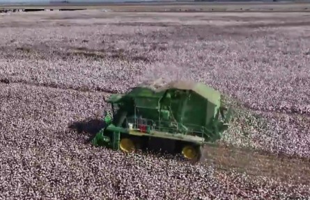 新疆：科企合作加快推進(jìn)早熟棉花品種選育