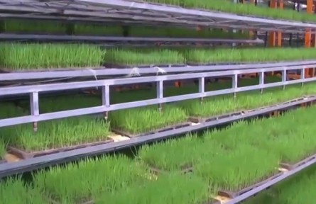 陜西漢中：智能化水稻育秧 提質(zhì)又增效