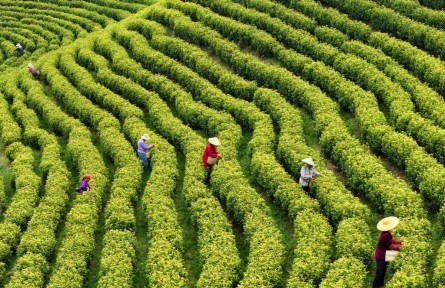 從“引活水”到“強(qiáng)保障”——金融服務(wù)為農(nóng)業(yè)發(fā)展持續(xù)注入活力