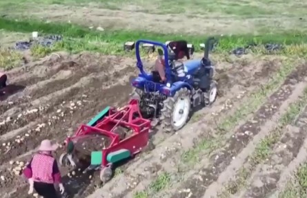 福建南安：近萬畝馬鈴薯迎豐收 “冬閑田”變“致富田”