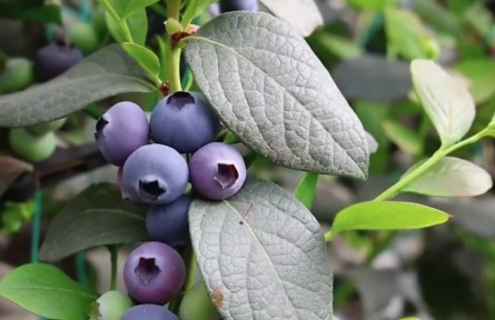 新疆各地特色果蔬搶鮮上市