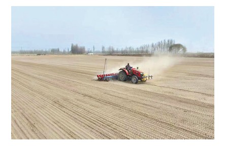 不育秧、不插秧，沙漠邊緣種水稻