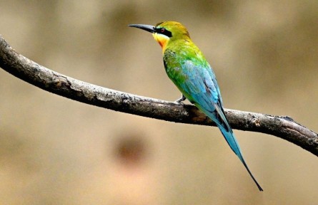 栗喉蜂虎“回鄉(xiāng)省親”了！