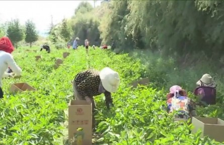 青海民和：全力打造供港蔬菜基地