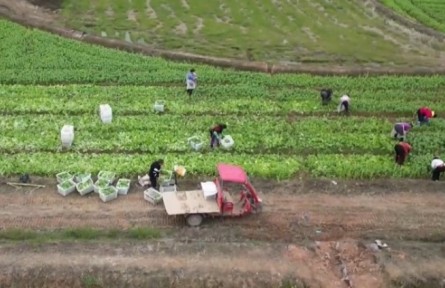 重慶：興產(chǎn)業(yè) 拓市場(chǎng) 激發(fā)鄉(xiāng)村振興動(dòng)力活力