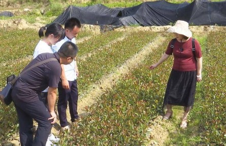 湖北武漢新洲區(qū)：科技特派員“智”繪鄉(xiāng)村振興新圖景