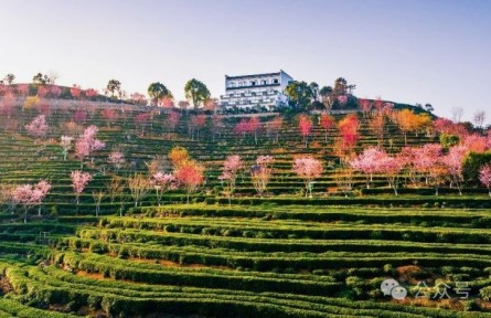 福建福鼎：一杯茶到一座城的“雙向奔赴”