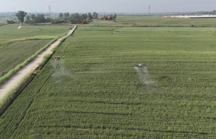 湖北棗陽：搶抓時(shí)機(jī) 實(shí)施小麥“一噴三防”作業(yè)