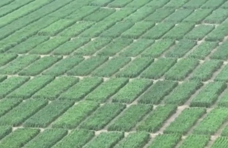 河北滄州：“以地適種”“以種適地” 逐步改良鹽堿地