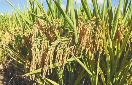 海南三亞再次實現雜交水稻年畝產4000斤