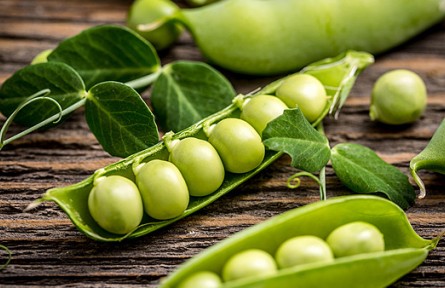 痛風(fēng)、高尿酸人群不能吃豌豆？