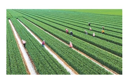 春播糧食進度加快 今年糧食豐收有基礎(chǔ)