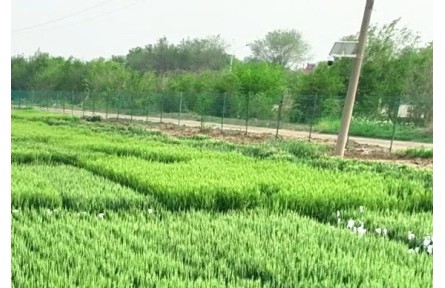 滄州鹽堿地上“土生金”