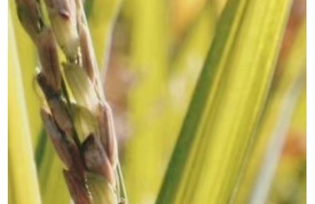 三亞南繁育種基地如何為“中國(guó)飯碗”打牢基礎(chǔ)？