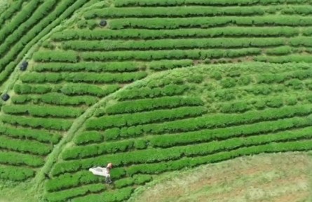 貴州抹茶“接二連三” 帶動(dòng)10萬(wàn)茶農(nóng)增收