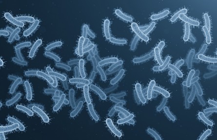 科技名詞|革蘭氏陽性菌 Gram-positive bacteria