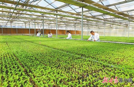 增速6.6%！甘肅農(nóng)業(yè)發(fā)展蹄疾步穩(wěn)