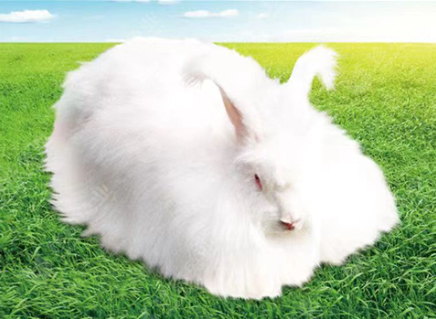 優(yōu)質(zhì)高產(chǎn)粗毛型長毛兔新品系-珍珠長毛兔