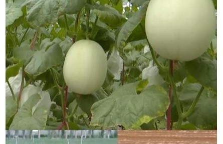 向“新”出發(fā) 智慧農(nóng)業(yè)擘畫鄉(xiāng)村振興新藍(lán)圖