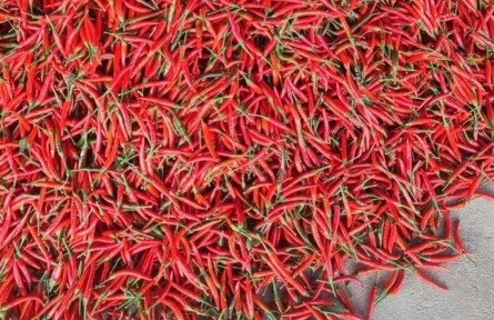 湖北陽(yáng)新：小小朝天椒火了一個(gè)村