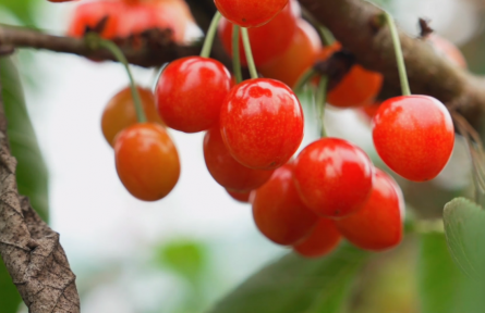 湖北建始：“櫻桃+”經(jīng)濟(jì)火熱 農(nóng)旅融合解鎖鄉(xiāng)村消費(fèi)新場(chǎng)景