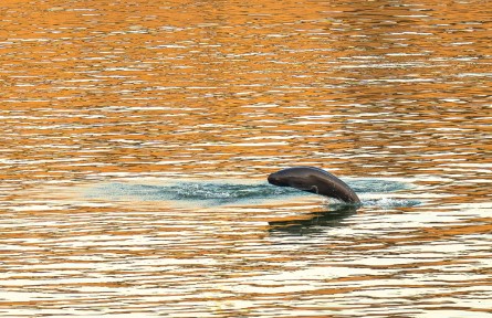 長江流域水生生物多樣性 aquatic biodiversity in the Yangtze River basin
