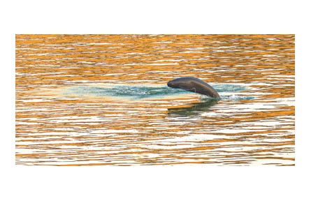 長江水生生物多樣性持續(xù)恢復(fù) 禁漁第五年 亮出成績單