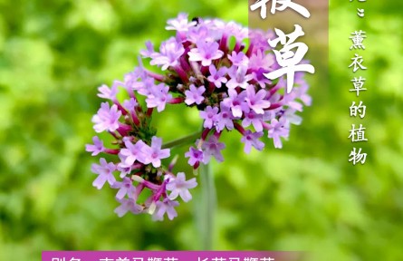 夏初芳草深|柳葉馬鞭草