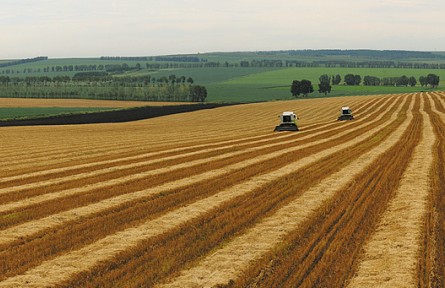 黑龍江：發(fā)展森林食品 豐盈森林“糧庫(kù)”