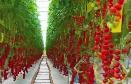 山東智慧農(nóng)業(yè)“牽手”安徽小崗村