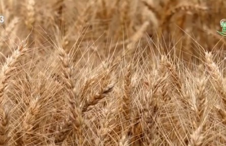 麥浪滾滾穗飄香，開鐮收割！機(jī)收率超90% 小麥?zhǔn)崭畎聪隆翱爝M(jìn)鍵”